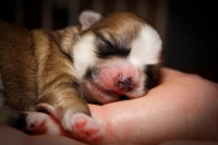 puppy