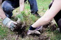 planting a sapling