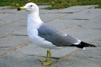 a grey and white gull with yellow legs and feet and a yellow beak tipped with black and red