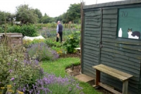 Green wooden shed painted with an image of a cat and a milk bottle sitting in a window. The shed sits on an allotment with flowers and plants and a man walking in the background