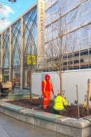 council contractor planting tree on cheltenham high street