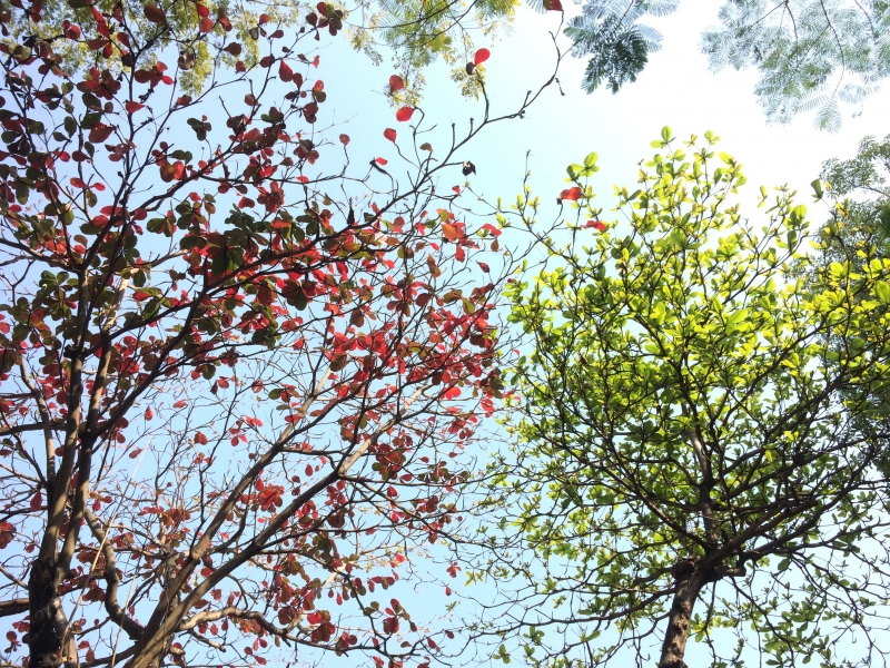 trees and leaves in sunshine