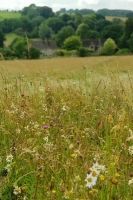 Wildflowers in a Cotswold field