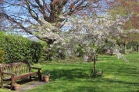 bench and blossom covered tree at Cheltenham's cemetery
