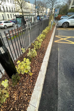 Planting along front edge of St George's Road car park
