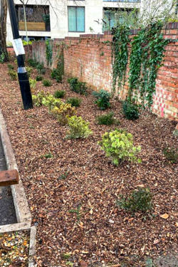Small plants along the wall of St George's Road car park
