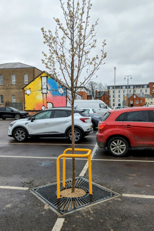 Tree in High Street car park with tree guard