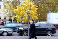 man walking past a young tree, mobile phone to his ear, whilst traffic rushes past in the background