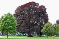 Large copper beech tree in Montpellier Gardens