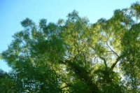 A picture of a large ash tree with blue sky behind