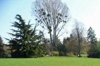 Wide lawn leading to a row of trees