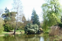 lake surrounded by trees and shrubs