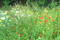 mass of grass and wild flowers including poppies, daisies and cornflowers