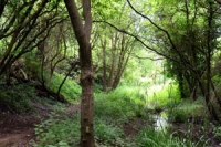 Woodland path and pond