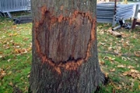 Tree damage caused by dogs