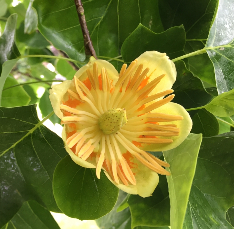 Tulip tree