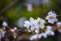 close up photo of cherry tree blossom