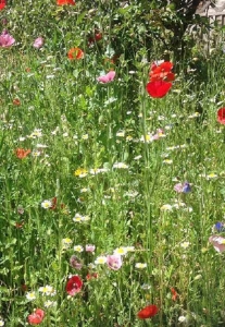 Minster gardens wildflower mix example