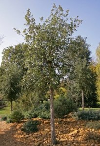 Minster gardens tree planting example