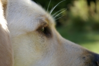 close up of a dog's face, side on